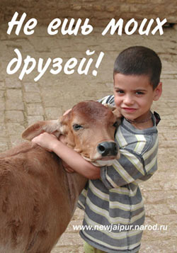 Из всех видов истребления животных убийство коров  наиболее порочно, так как коровы обеспечивают нас молоком, доставляющим человеку много радости.